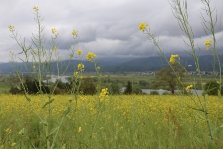 f:id:lupoGTI:20180504164013j:image