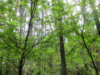 f:id:lupoGTI:20180506172944j:image