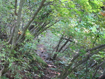 f:id:lupoGTI:20181021170440j:image