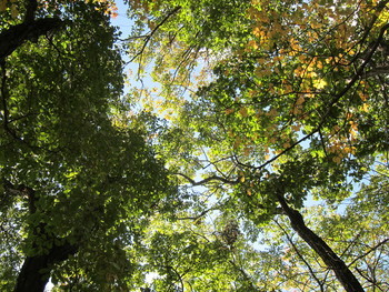 f:id:lupoGTI:20181021170729j:image