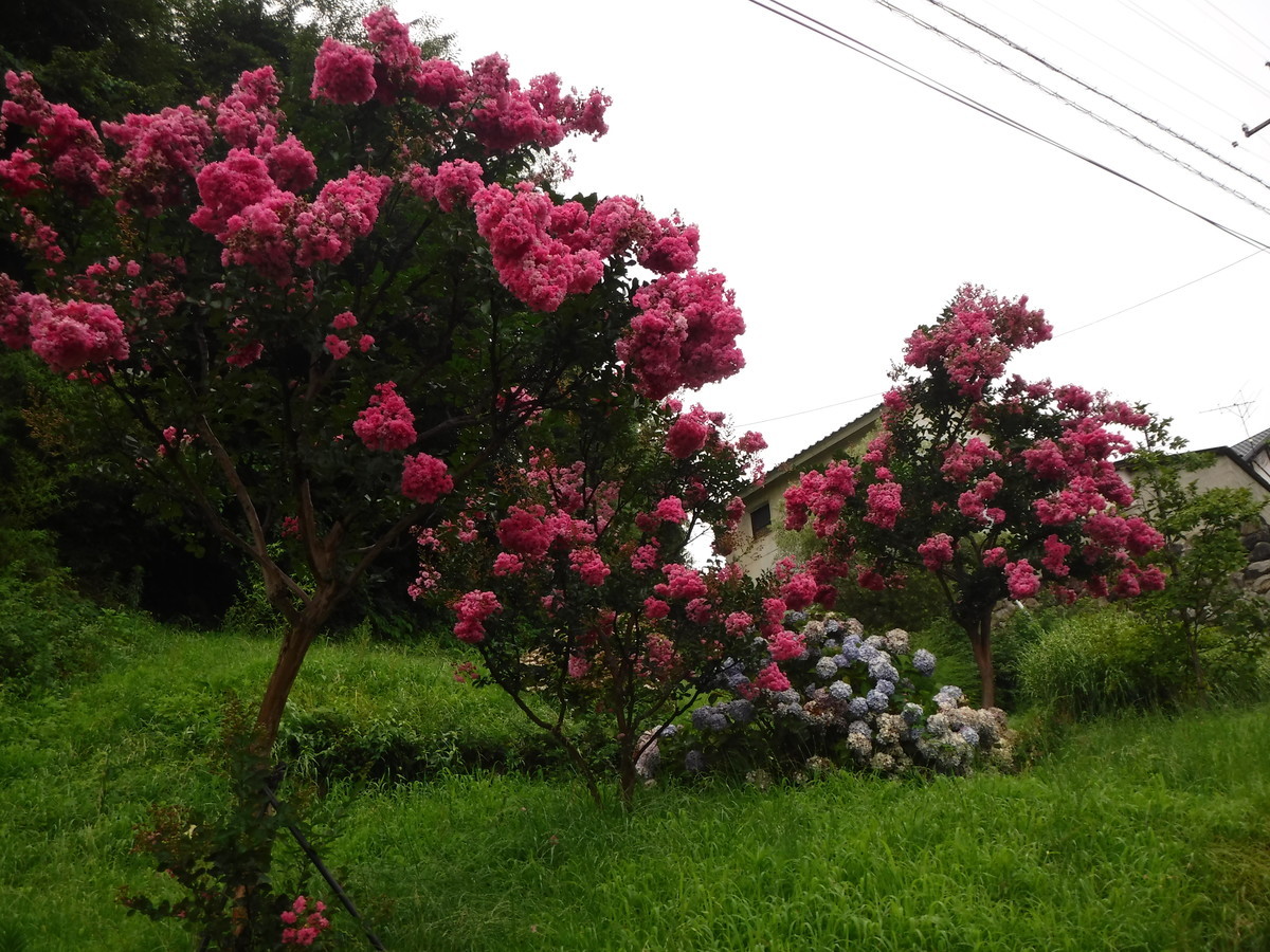 f:id:lupoGTI:20190803101505j:plain