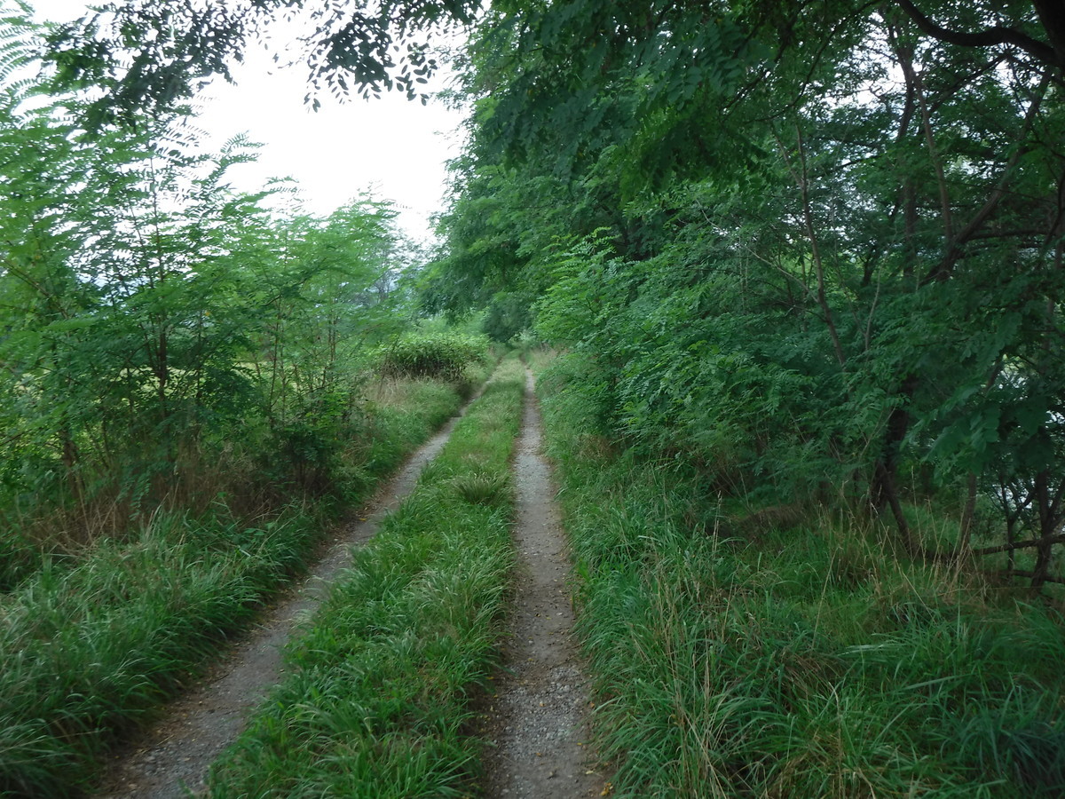 f:id:lupoGTI:20190901175238j:plain