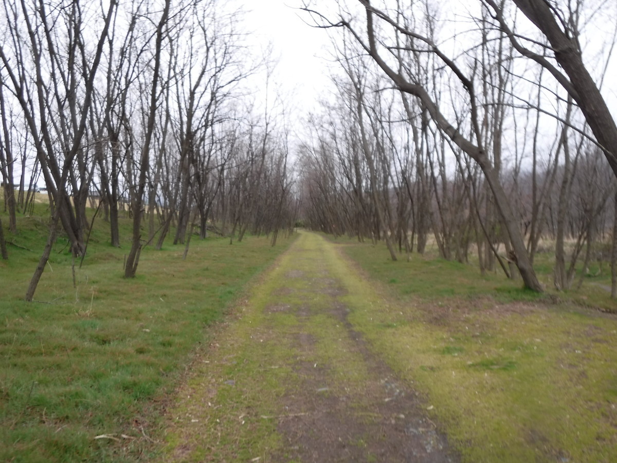 f:id:lupoGTI:20200320142543j:plain