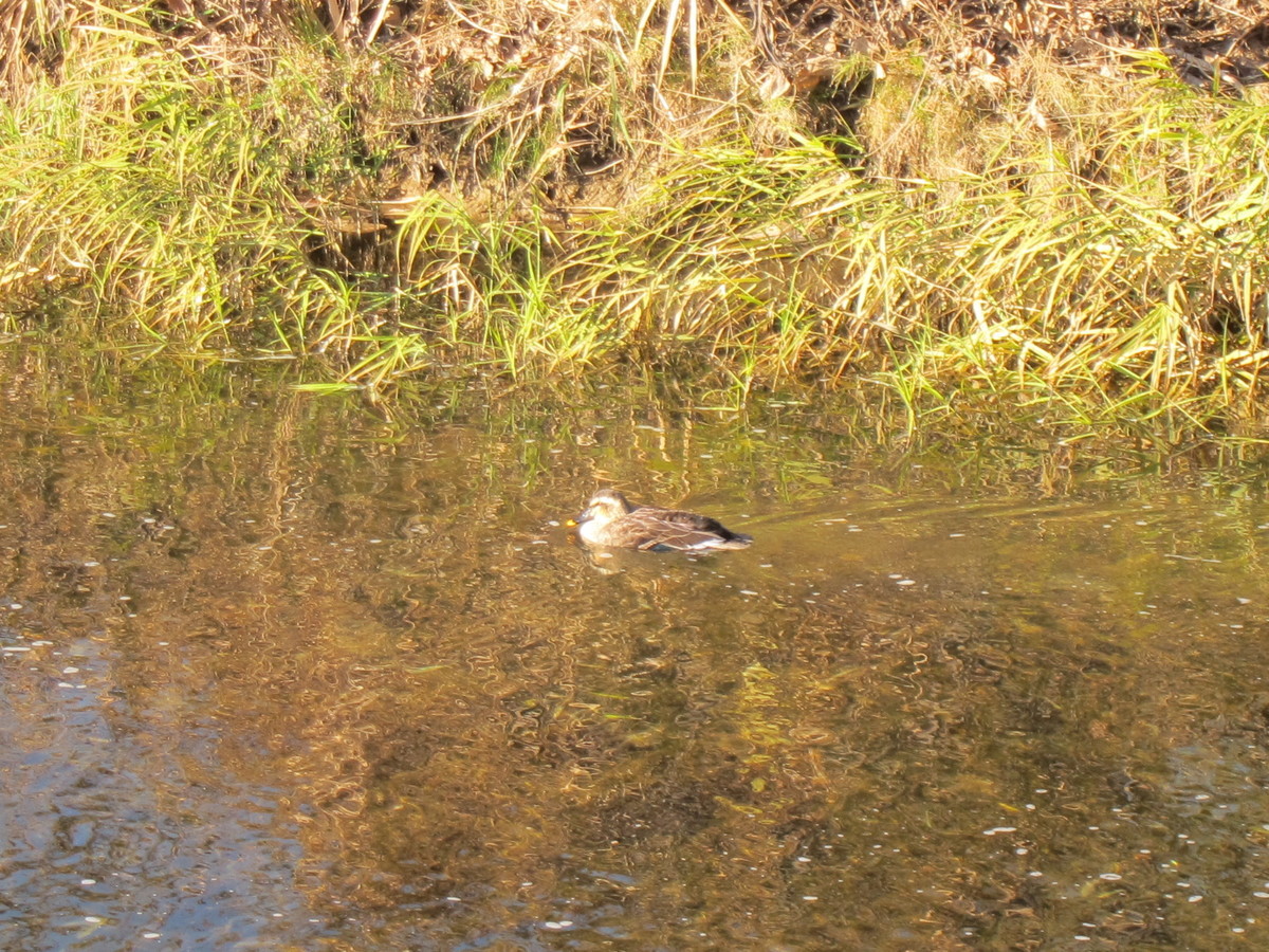 f:id:lupoGTI:20201205134728j:plain