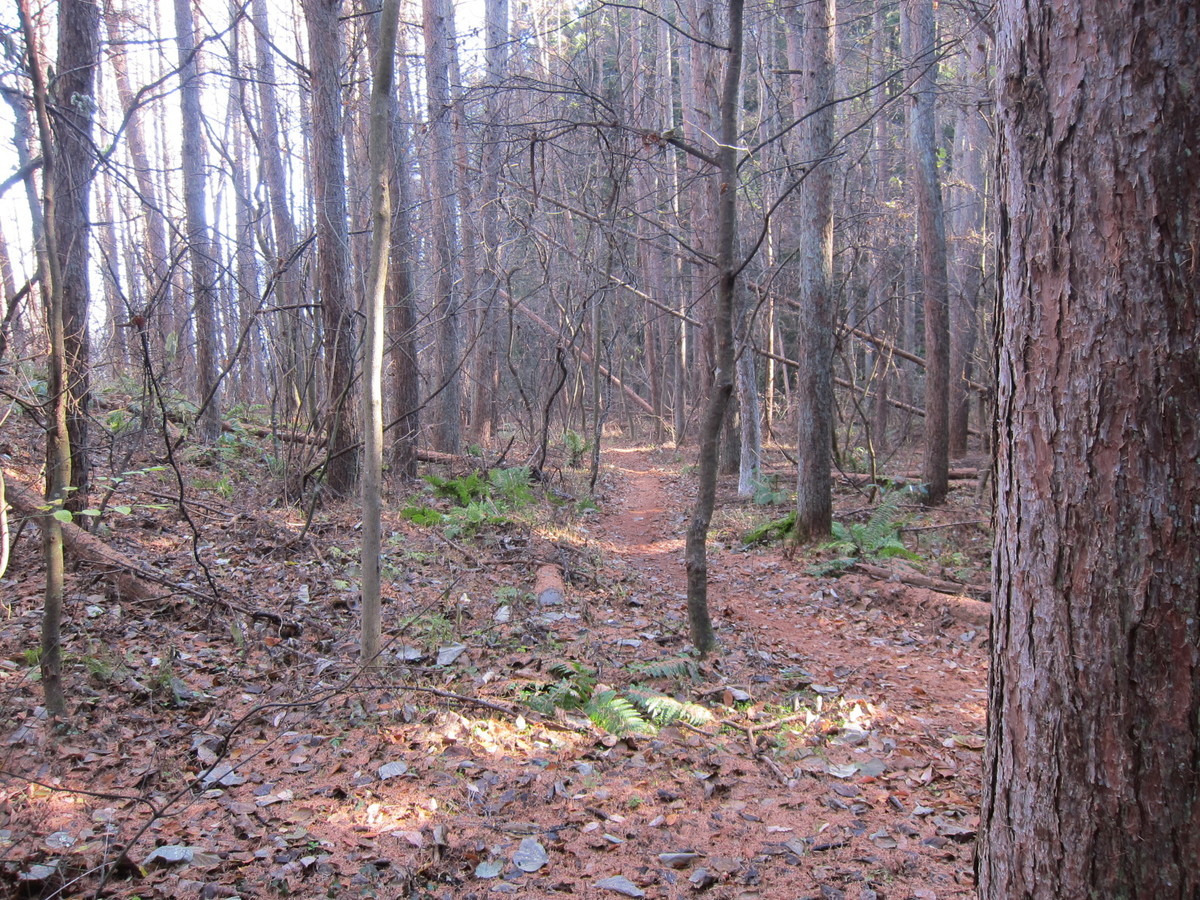 f:id:lupoGTI:20201206134628j:plain