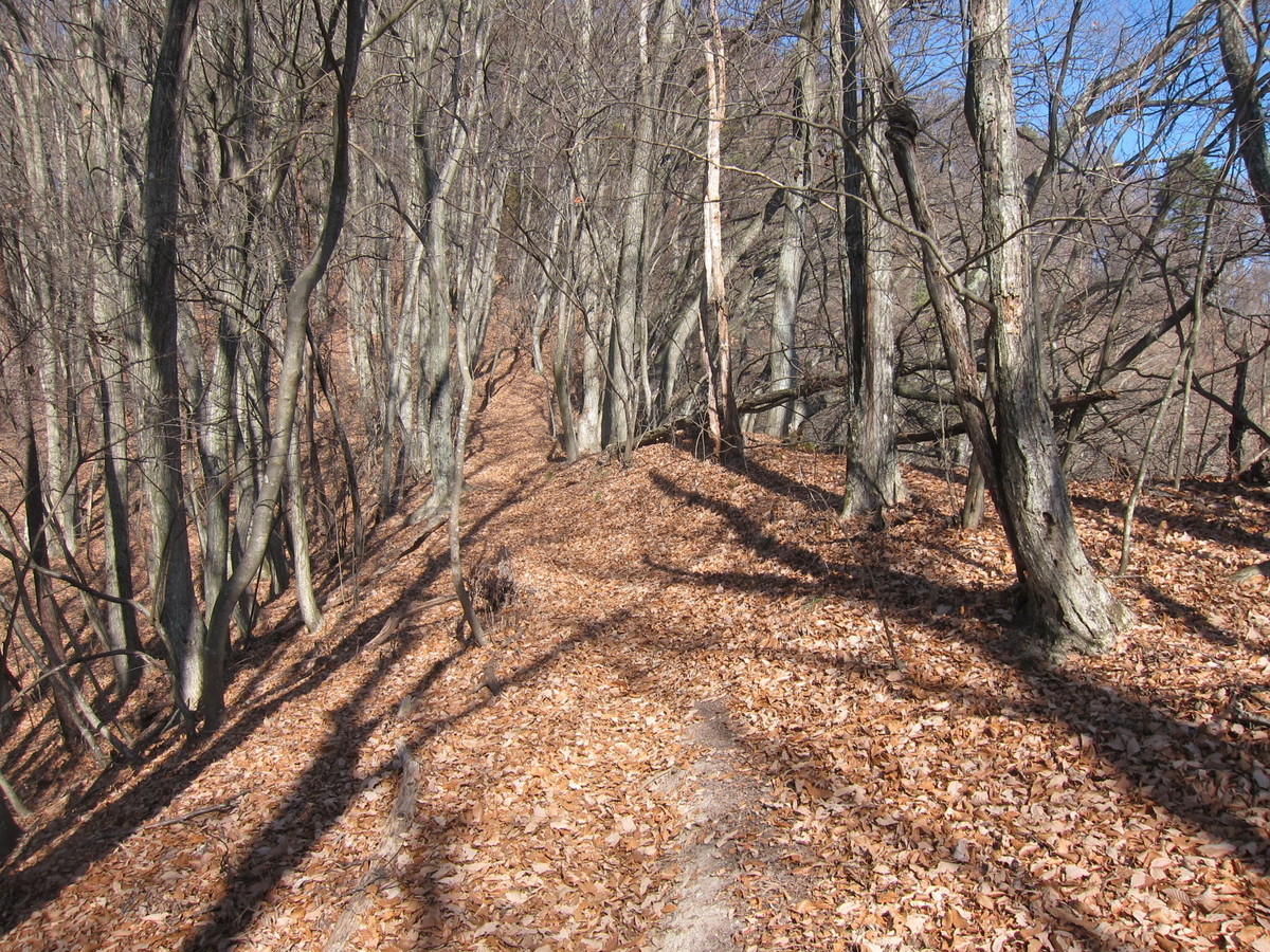 f:id:lupoGTI:20201206134745j:plain