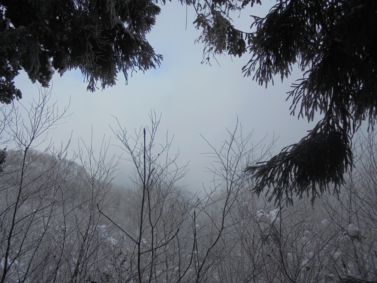 f:id:lupoGTI:20201219144006j:plain