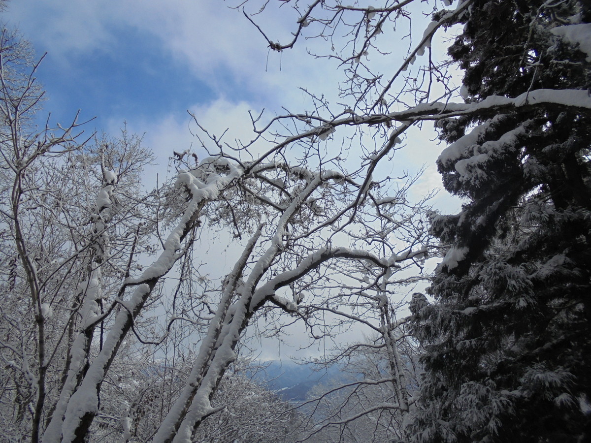 f:id:lupoGTI:20201219144043j:plain