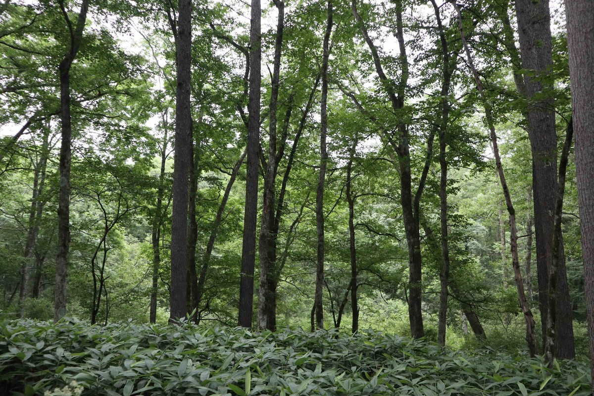 f:id:lupoGTI:20210807113154j:plain