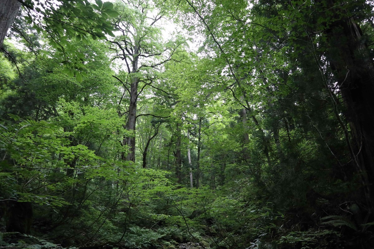 f:id:lupoGTI:20210807114838j:plain