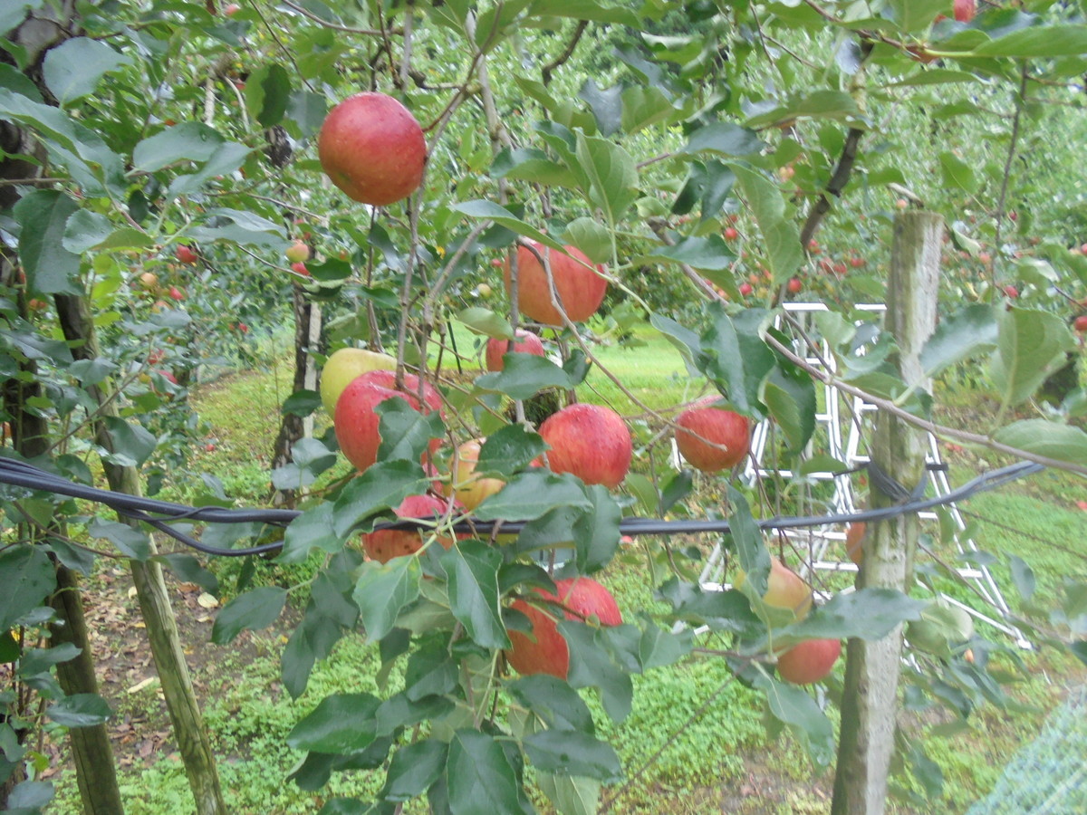 f:id:lupoGTI:20210904160049j:plain