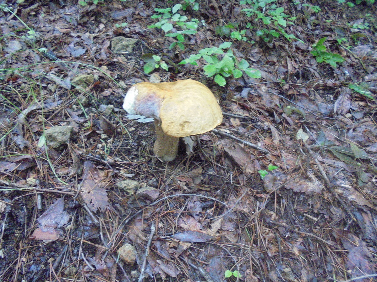 f:id:lupoGTI:20210904160241j:plain