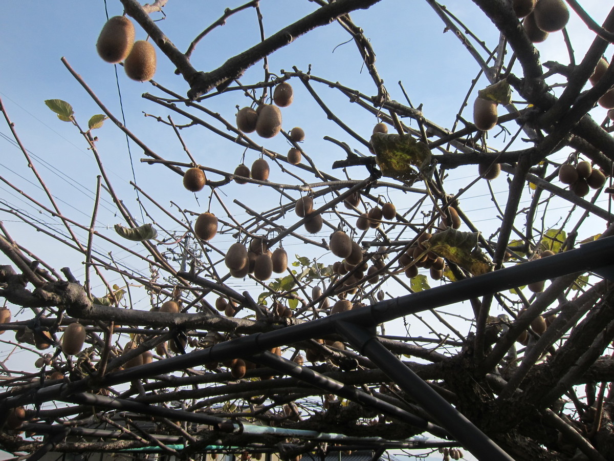 f:id:lupoGTI:20211121150618j:plain