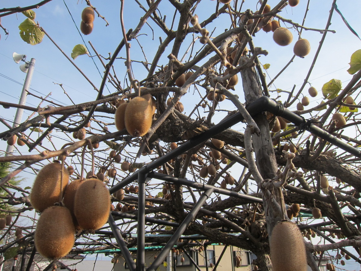 f:id:lupoGTI:20211121150625j:plain