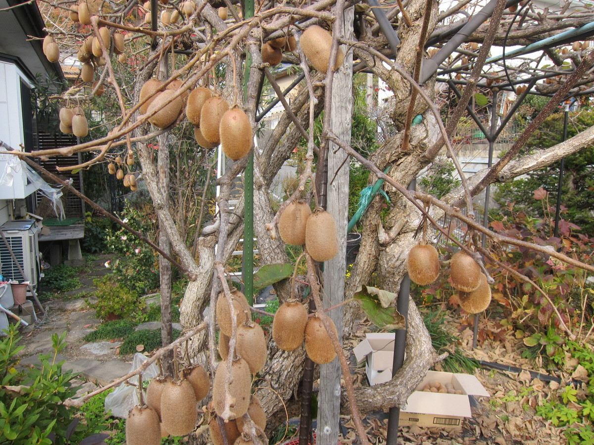 f:id:lupoGTI:20211121150646j:plain