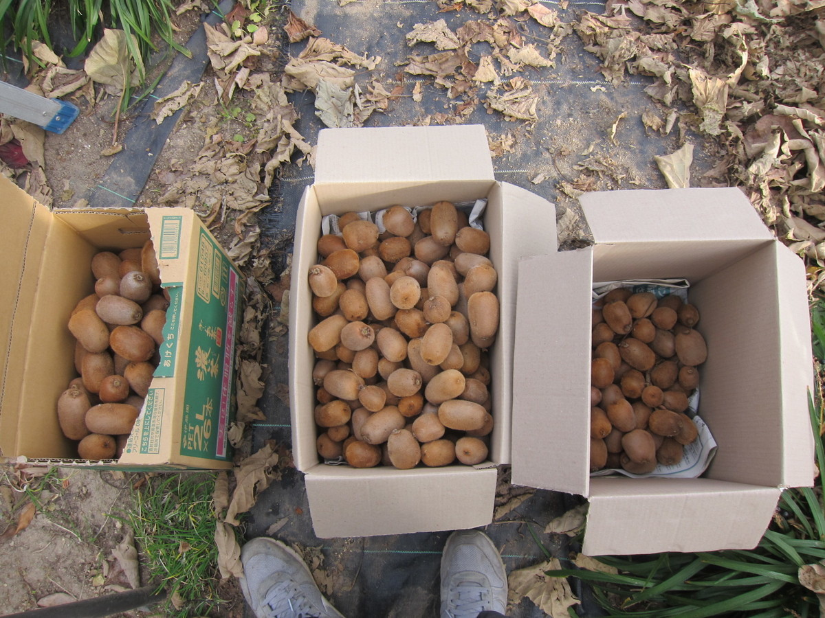 f:id:lupoGTI:20211121150653j:plain