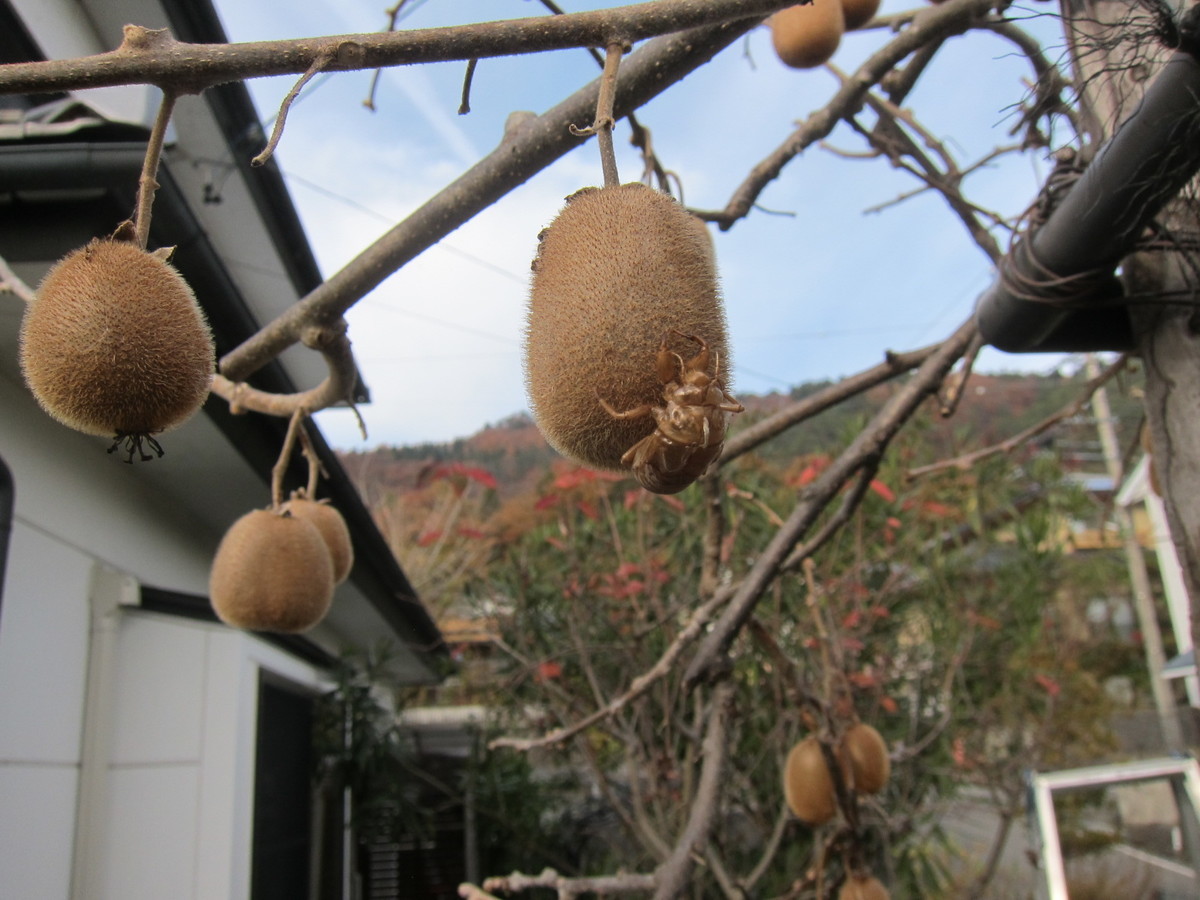 f:id:lupoGTI:20211121150709j:plain