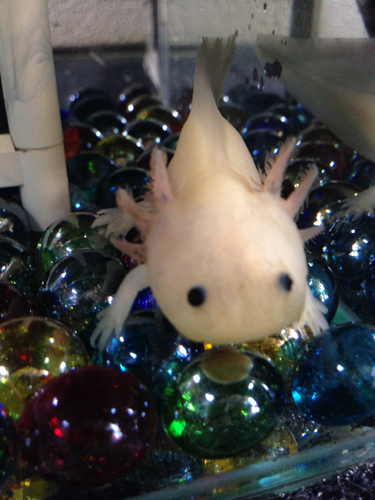 ウーパールーパー Luvaqaの日記