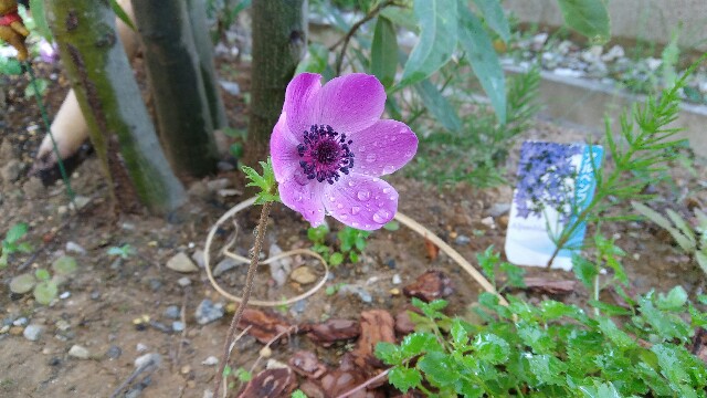 f:id:luvdol:20180410215108j:image f:id:luvdol:20180410215108j:image
