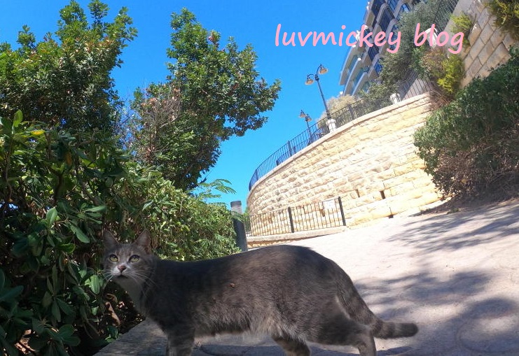 f:id:luvmickey:20200224171543j:plain f:id:luvmickey:20200224171543j:plain