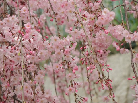 f:id:luvup13:20180408105140j:plain f:id:luvup13:20180408105140j:plain