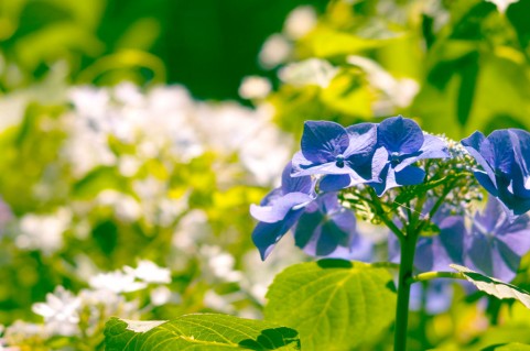f:id:luvup13:20180611155020j:plain f:id:luvup13:20180611155020j:plain