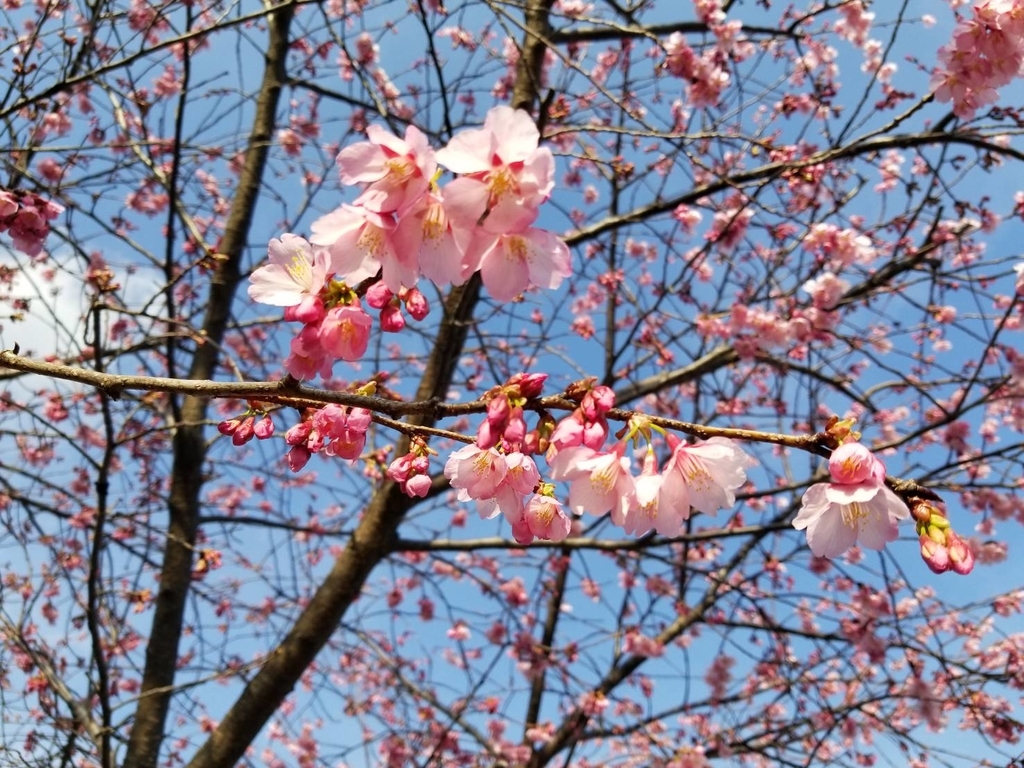 掛川桜 掛川桜
