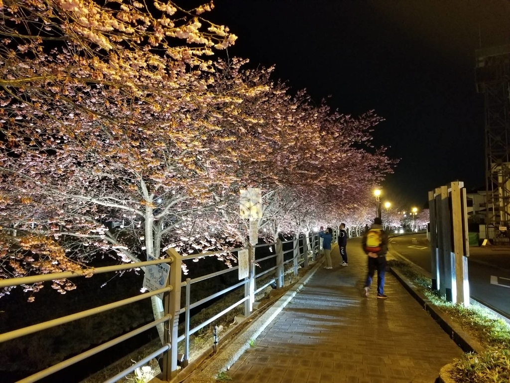 ライトアップと夜桜 ライトアップと夜桜