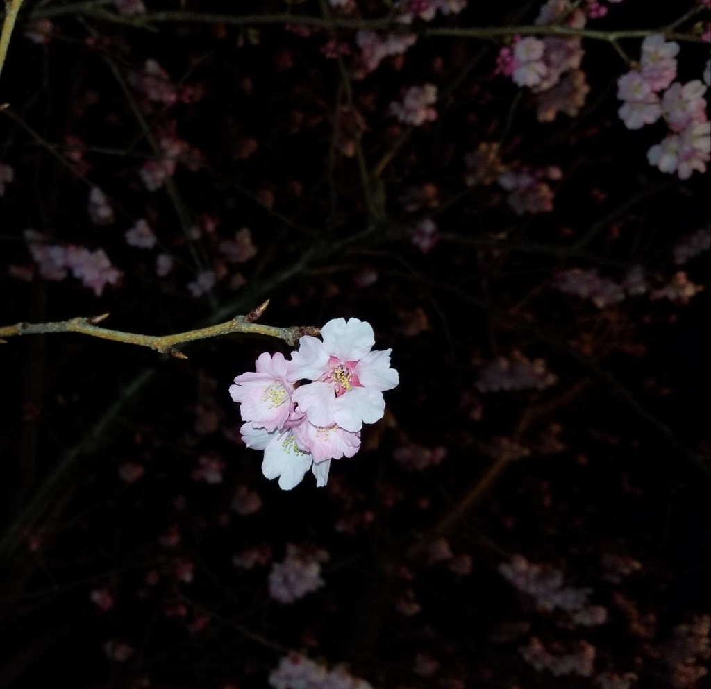 ライトアップと夜桜 ライトアップと夜桜
