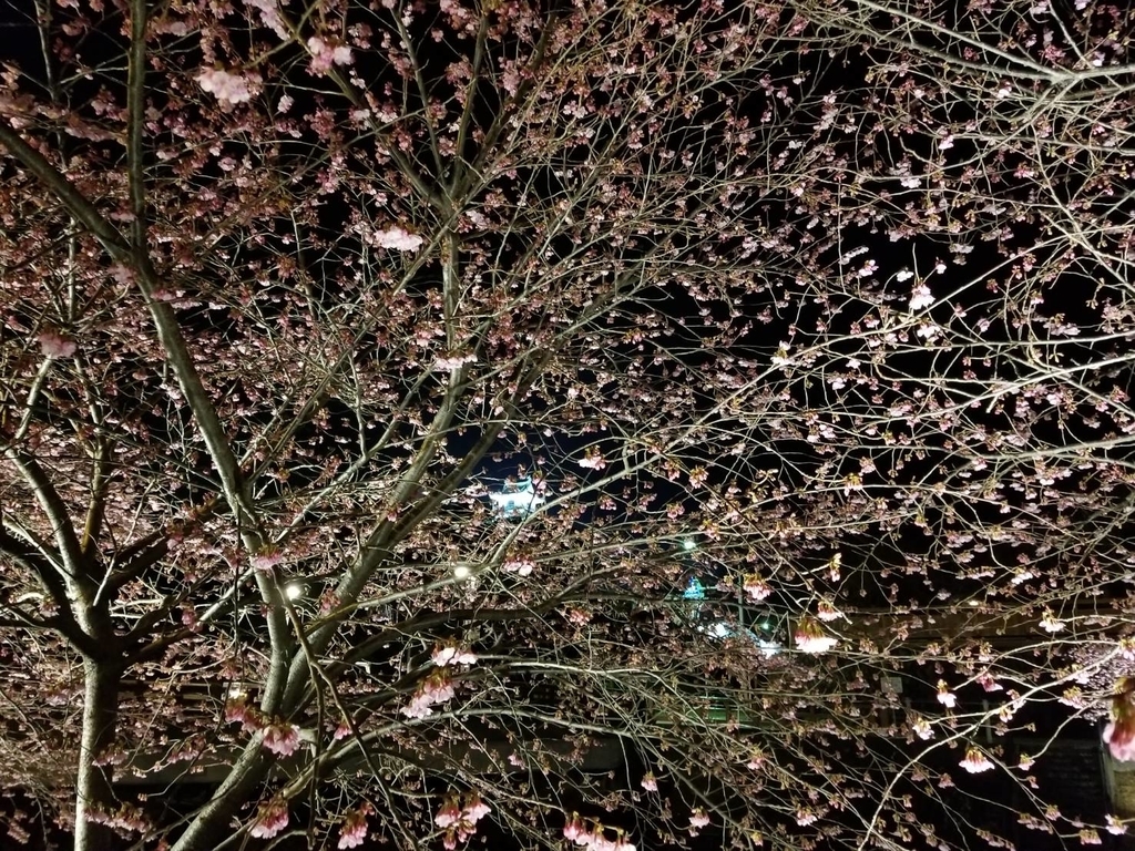 ライトアップと夜桜 ライトアップと夜桜