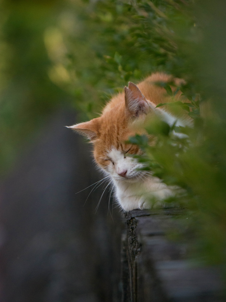 寝ている猫