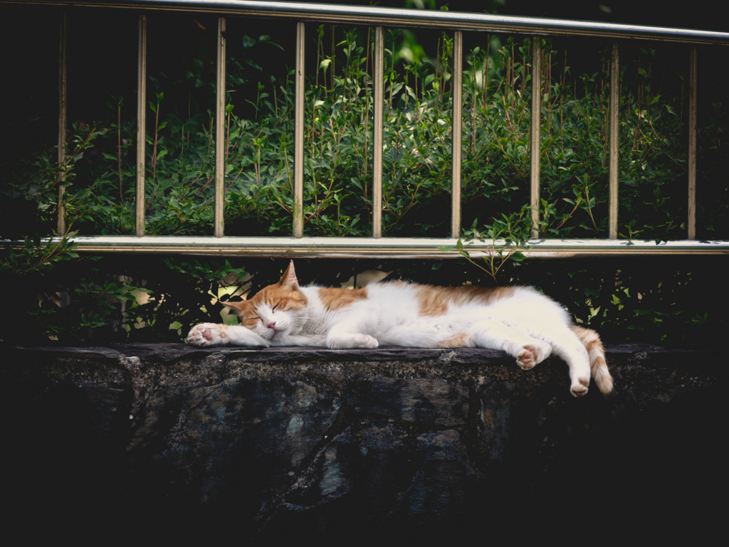 f:id:luxuriant:20160702195549j:plain ぐったりする猫
