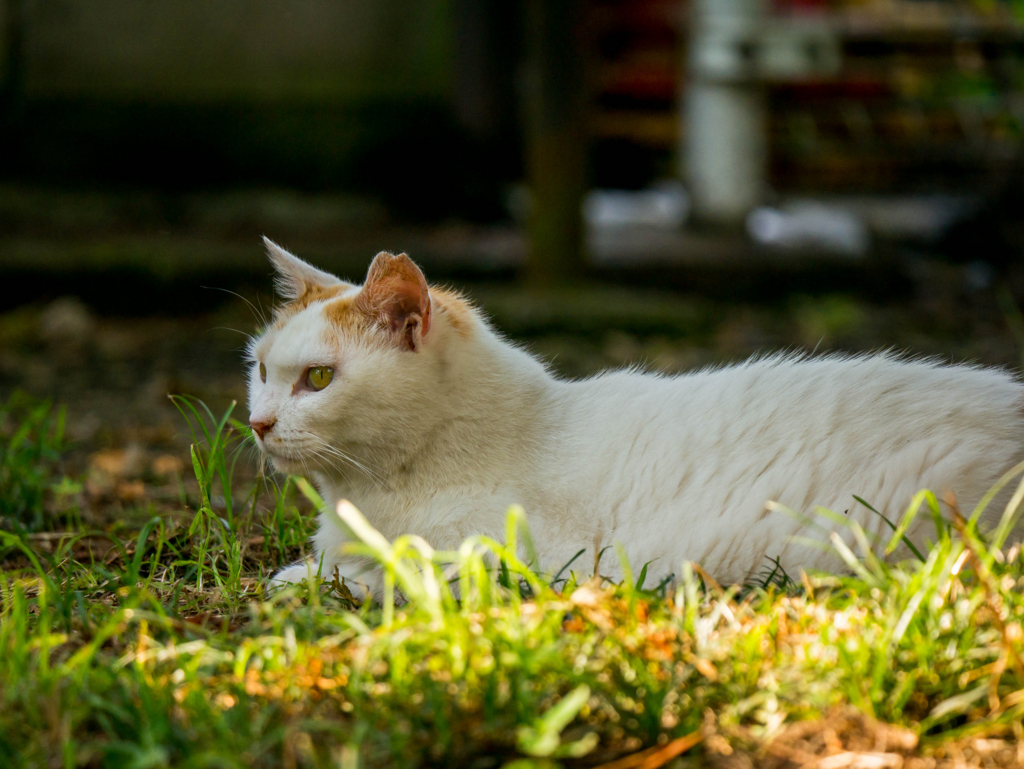 超望遠レンズで撮った猫の写真