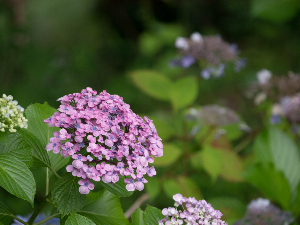 高尾山の渦紫陽花