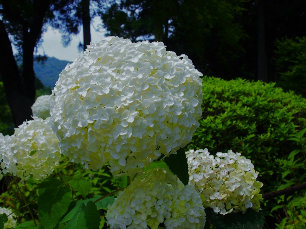 f:id:luzern:20180629131737j:plain f:id:luzern:20180629131737j:plain