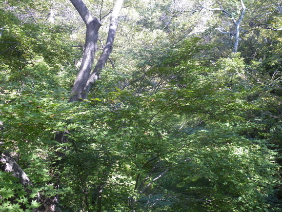 f:id:lvjd5446:20200501161940j:plain