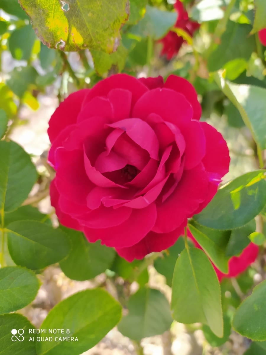 f:id:lvst729:20200711160925j:plain f:id:lvst729:20200711160925j:plain