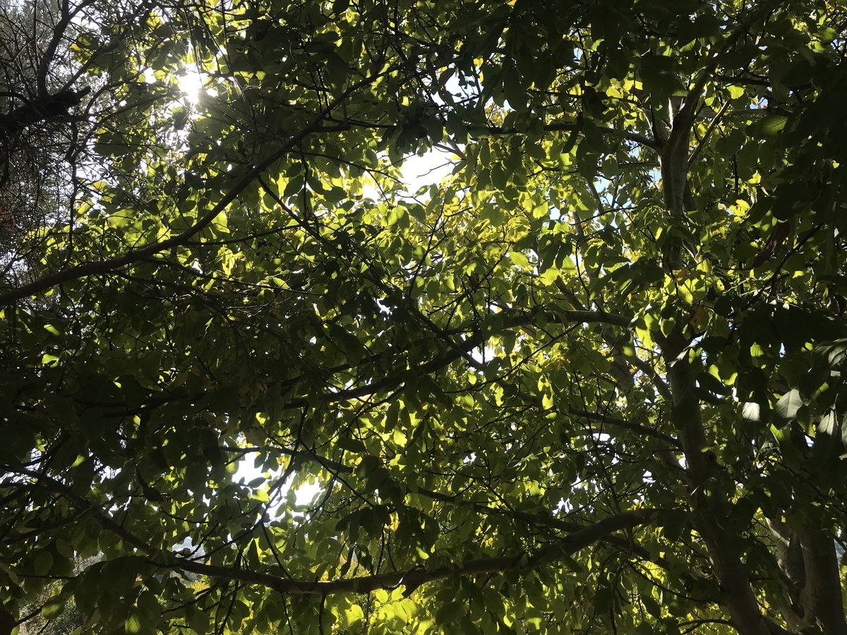 f:id:lvst729:20211109004656j:plain