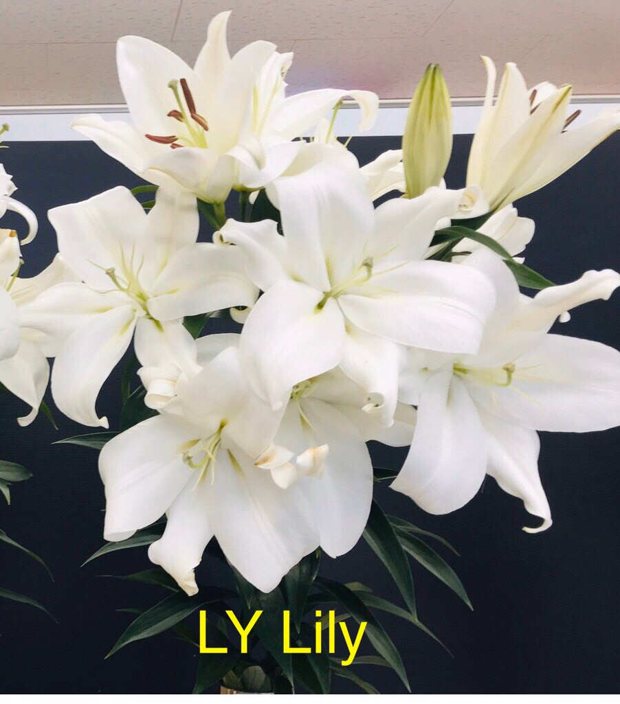 f:id:lylily2020:20200608222901j:plain f:id:lylily2020:20200608222901j:plain