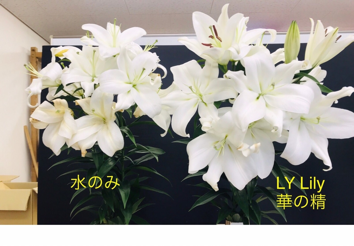 f:id:lylily2020:20200608223116j:plain f:id:lylily2020:20200608223116j:plain