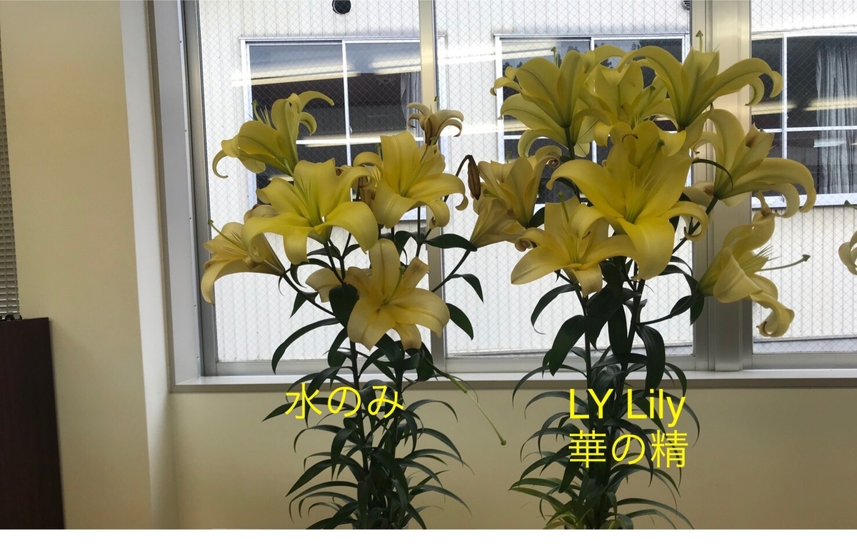 f:id:lylily2020:20200608223155j:plain f:id:lylily2020:20200608223155j:plain