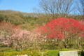 [梅の花][梅林公園]