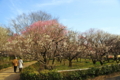 [梅の花][梅林公園]