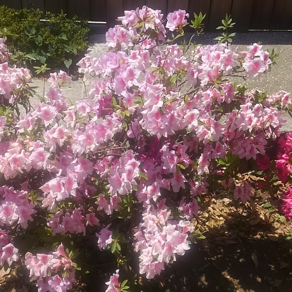 f:id:lynyrdburitto:20170505142942j:plain