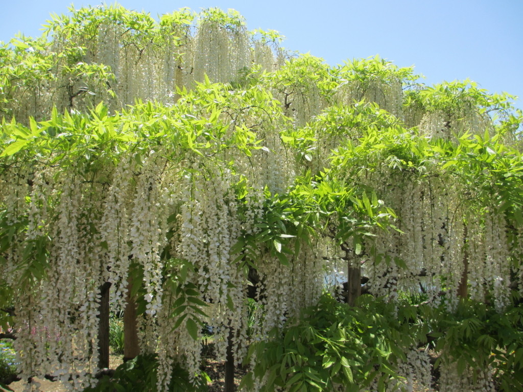 f:id:lynyrdburitto:20180429075710j:plain