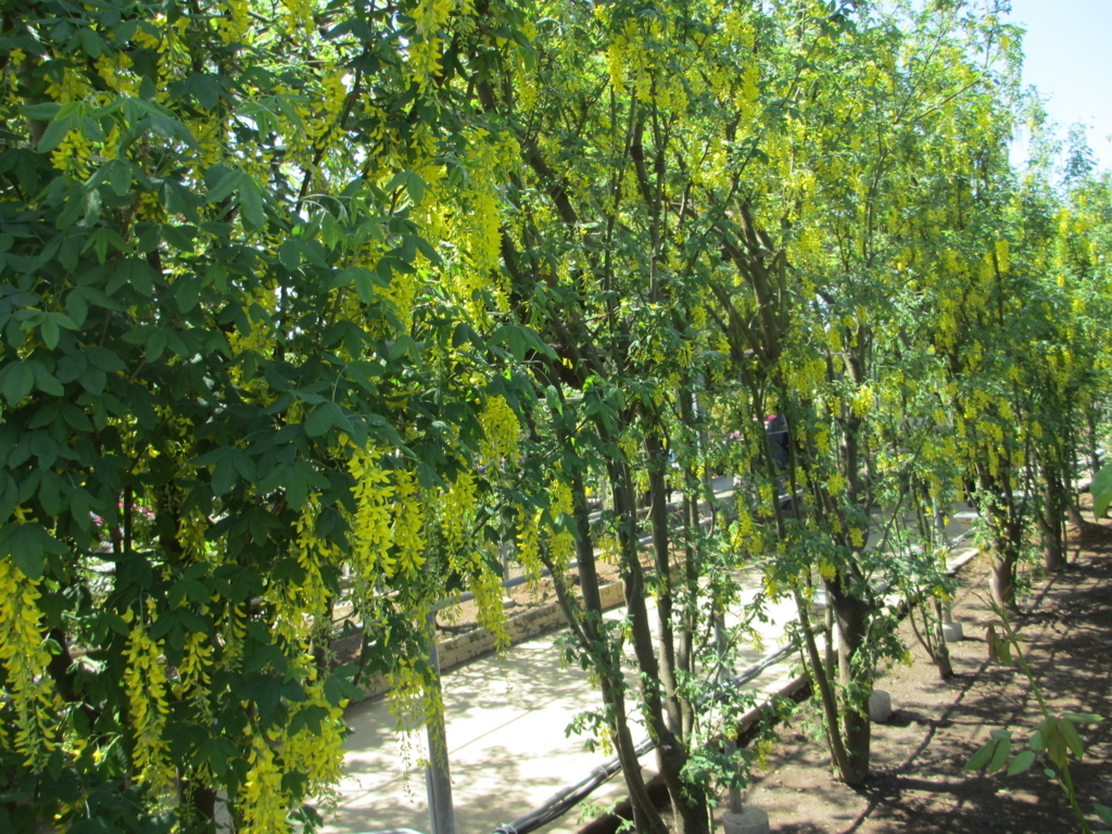 f:id:lynyrdburitto:20180429080000j:plain