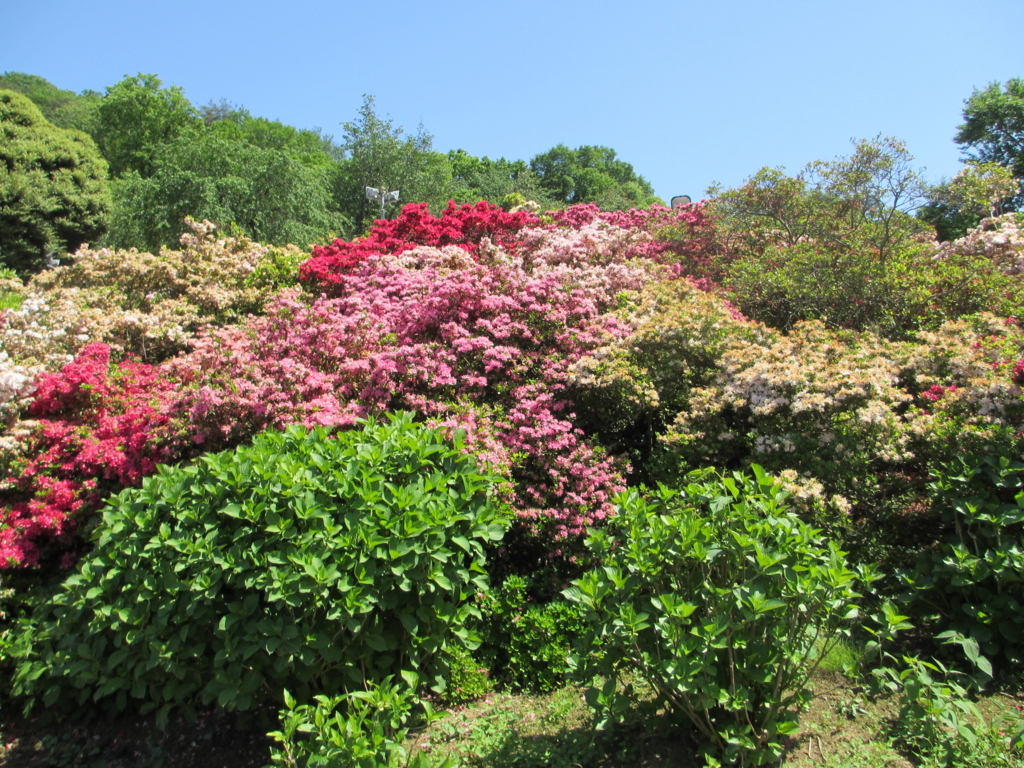 f:id:lynyrdburitto:20180429080453j:plain