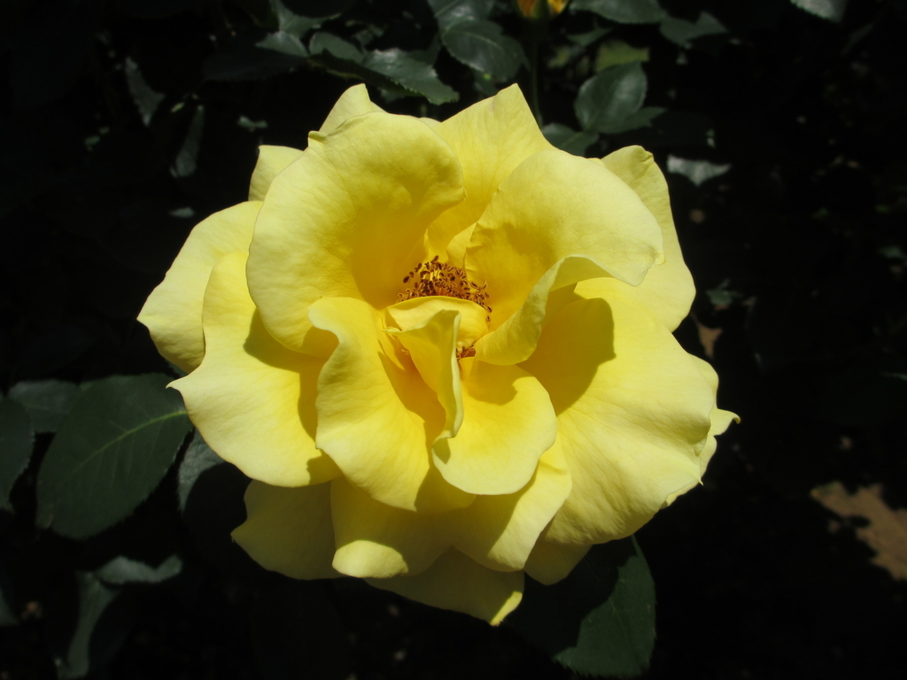 f:id:lynyrdburitto:20180505151454j:plain