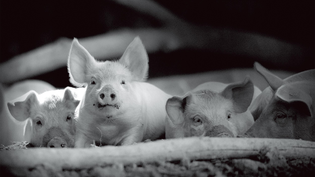 f:id:lynyrdburitto:20220211091536p:plain