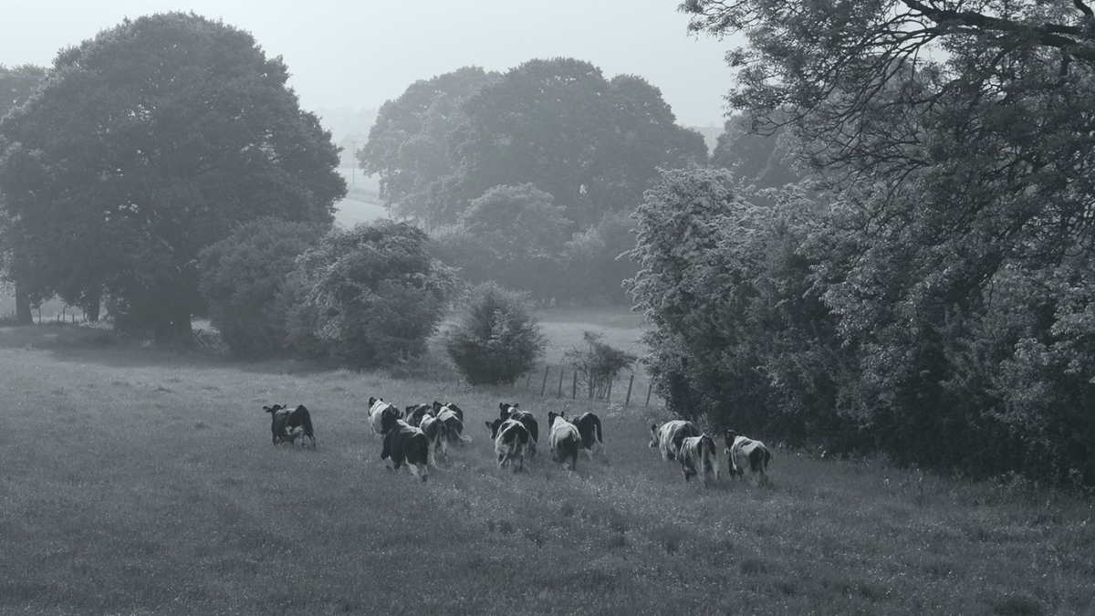 f:id:lynyrdburitto:20220211091747p:plain